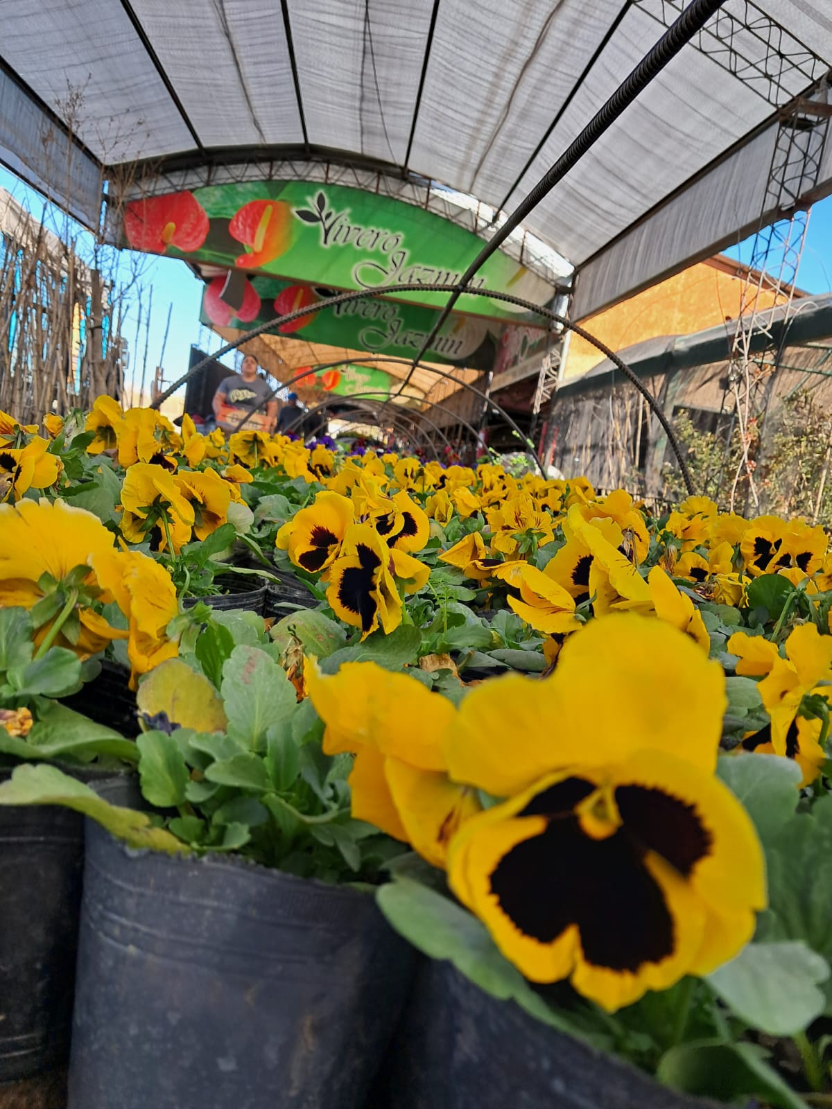 VIVERO JAZMÍN